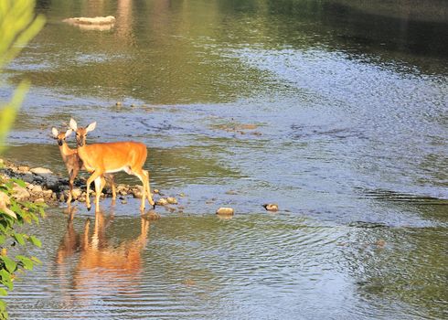 Whitetail deer doe and fawn standing in a stream in bright morning light.