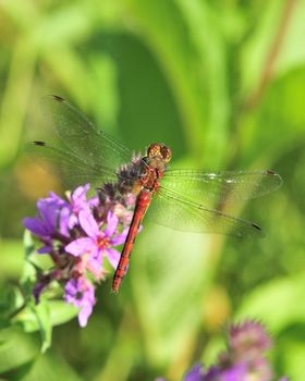 A close-up macro shot of a male Ruby Meadowhawk.