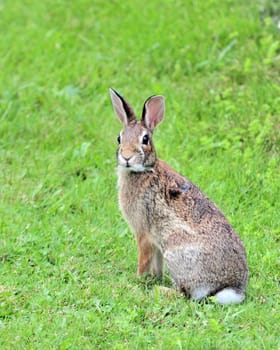 A Cottontail rabbit sitting on green grass.