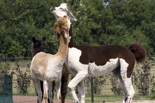 Two alpacas 