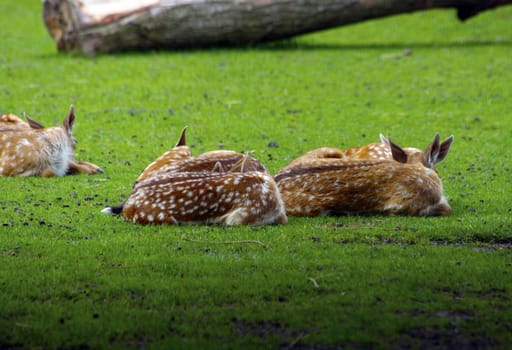 Deers lying in grass