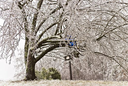 tree covered in ice from 2009 ice storm in KY

