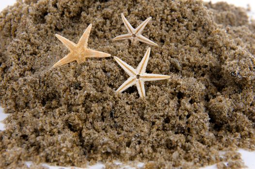 closeup of sand and three seastars