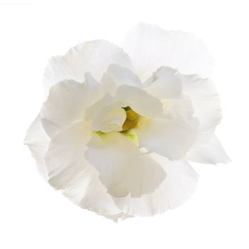 Flower called prairie rose isolated on white background