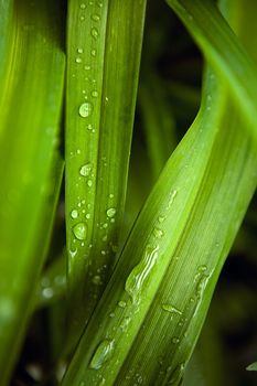 Morning dew flows down on green leaves
