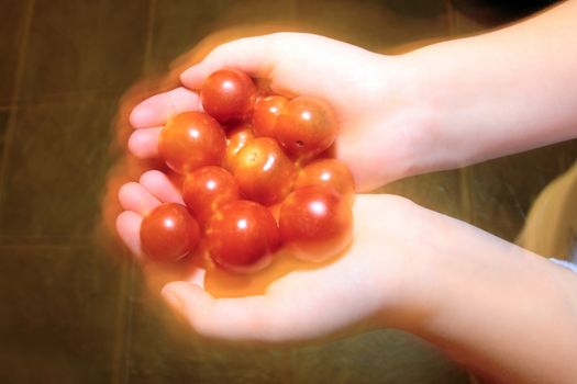 big handfull of hot ripe organic farm tomatoes