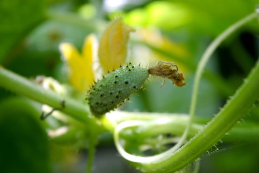 small cucumber, grows cucumbers, summer vegetables, the food at this bed, green cucumber, growing cucumbers, young cucumber