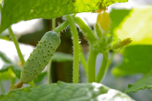 small cucumber, grows cucumbers, summer vegetables, the food at this bed, green cucumber, growing cucumbers, young cucumber