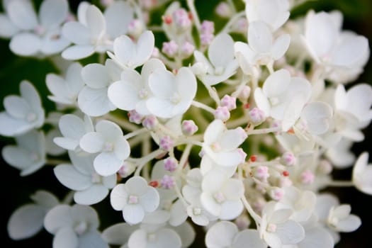 white flowers, the petals are small, plant flowers, beautiful flowers, delicate flowers, many flowers, small globules