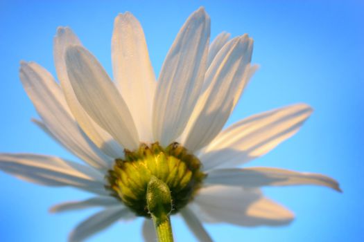 chamomile flower, sky blue, daisy plant, flowering daisies, calyx, petals are white, an annual plant, stem green, inflorescence beautiful