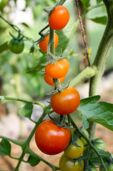 tomatoes on a branch, red tomatoes, green tomatoes, ripe and unripe, ripening tomatoes, new crop, grow tomatoes, hang on a branch, fresh tomatoes