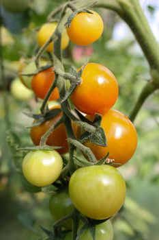 tomatoes on a branch, red tomatoes, green tomatoes, ripe and unripe, ripening tomatoes, new crop, grow tomatoes, hang on a branch, fresh tomatoes