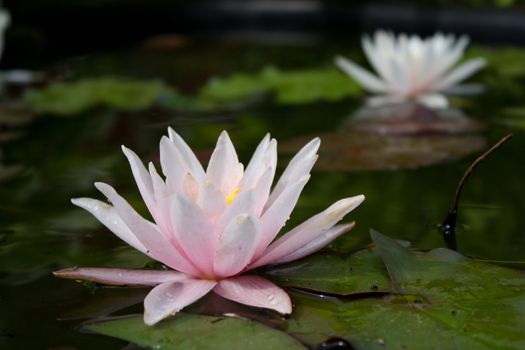 white water lily, lily flower, vegetable, water, lily bloom, calyx, the surface of the pond, the reflection in the water, the petals of lily, rose petals, a perennial plant, water plant