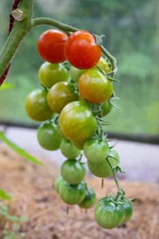 tomatoes on a branch, red tomatoes, green tomatoes, ripe and unripe, ripening tomatoes, new crop, grow tomatoes, hang on a branch, fresh tomatoes