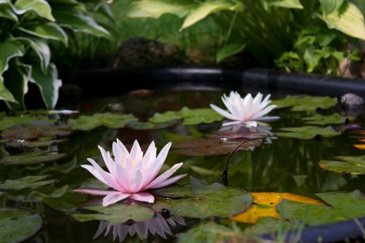 white water lily, lily flower, vegetable, water, lily bloom, calyx, the surface of the pond, the reflection in the water, the petals of lily, rose petals, a perennial plant, water plant