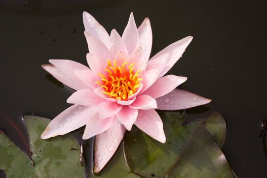 white water lily, lily flower, vegetable, water, lily bloom, calyx, the surface of the pond, the reflection in the water, the petals of lily, rose petals, a perennial plant, water plant