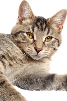 Cute tabby with yellow eyes close up on white