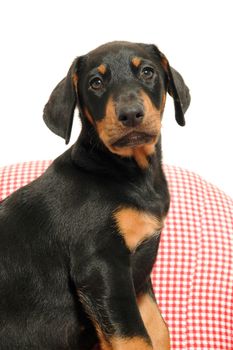 Puppy is sitting in a red and whit checked chair.