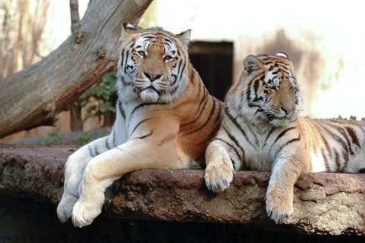Tigers resting in the shade