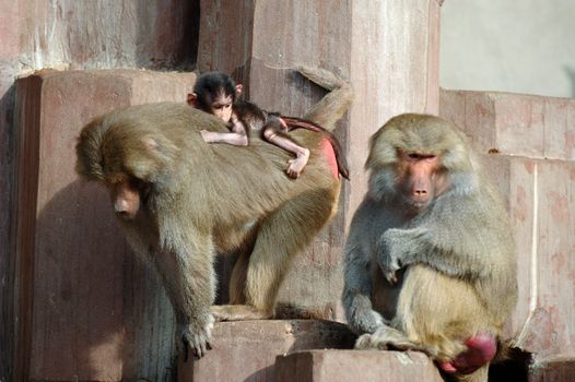 Monky family. Mother, father and newborn baby.