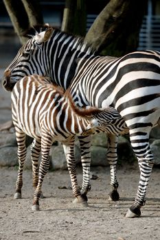 Young zebra is feding at its mother