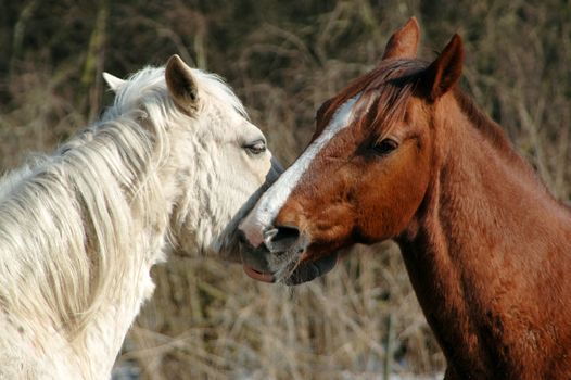 Two horses in love