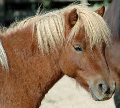 Young pony posing in the sun