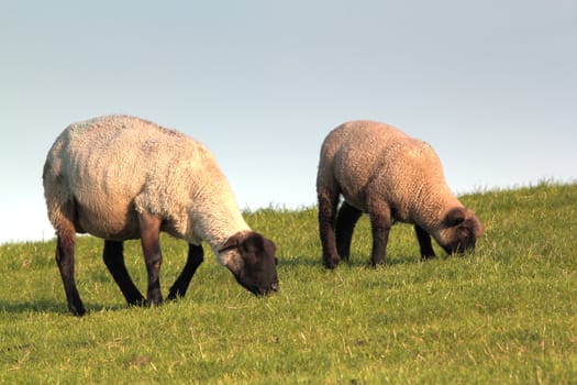 sheep and lamb on a meadow