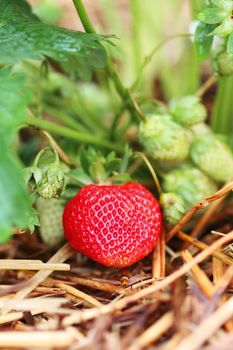 Organic strawberry still on plant lying on a protective bed of straw.