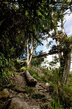 A tropical mountain trail through the forest