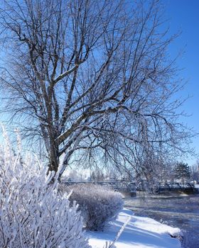 A scenic shot of a winter wonderland.