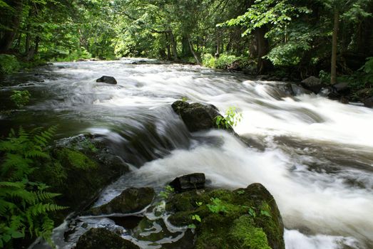 A creek in the back country with flowing rapids.