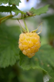 berry raspberry, berry yellow, juicy berry, raspberry on the branch, delicious berry, unusual raspberry, raspberry varieties, useful and medicinal, ripe raspberry, ripe berry, raspberry hanging