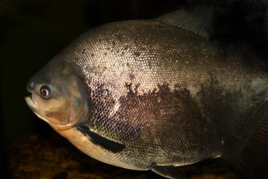 big fish, swimming near where looks, big head and scales glittering, mouth otkrat, fin at the bottom, live fish, swims past, floating near