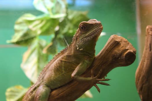 beautiful lizard, is looking, watching on a branch close to her, scales of a lizard, eyes and feet, lizard sitting