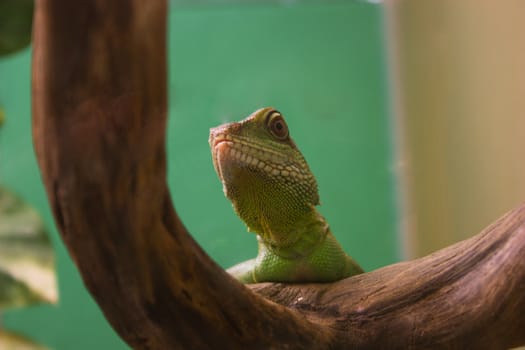 beautiful lizard, is looking, watching on a branch close to her, scales of a lizard, lizard sits