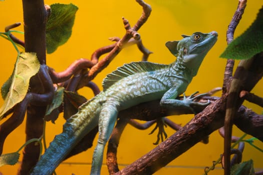 beautiful lizard, lying down and watching, watching on a branch near her scales in the lizard, lizard sits, eyes and feet