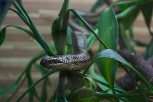 snake crawls, lies in the grass, looking carefully, watching the grass near us, scales beautiful, evil eyes, green grass, his head snake