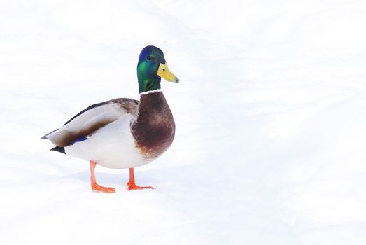 A male mallard duck stands in the midst of winter.