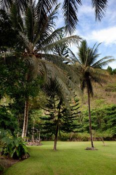 A tropical back yard with a blue sky