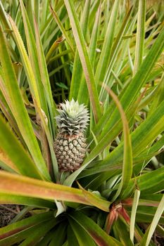 Pineapple on the plant