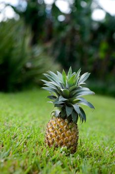 Fresh pineapple sitting in a garden on grass