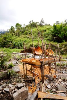 Primative yet usefull tools for making sago, a staple food in Papua New Guinea and Indonesia