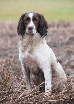 A pedigree Springer Spaniel gundog out hunting and awaiting instructions.