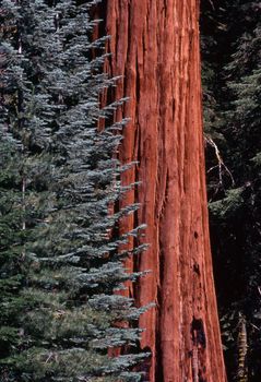 Sequoia, California