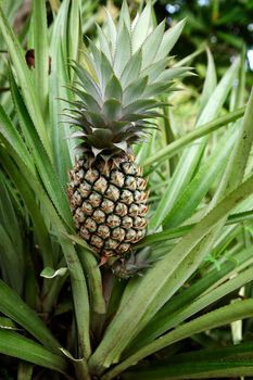 Pineapple on the plant
