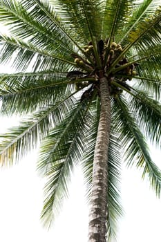 An isolated palm tree over white