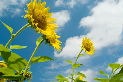 Three sunflowers against the sky with clouds