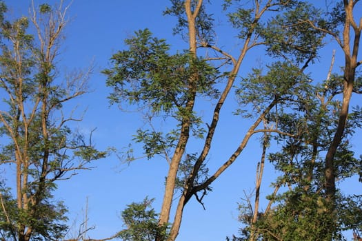 trees and sky blue