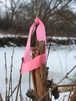 Pink boundary flagging on vegetation.